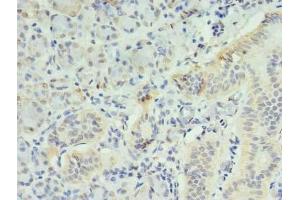 Immunohistochemistry of paraffin-embedded human pancreatic tissue using ABIN7156310 at dilution of 1:100 (INPP1 抗体  (AA 1-175))