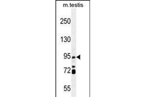 IFT88 Antibody (C-term) (ABIN655090 and ABIN2844723) western blot analysis in mouse testis tissue lysates (35 μg/lane). (IFT88 抗体  (C-Term))