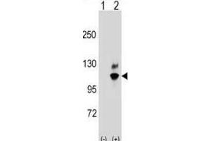 Western Blotting (WB) image for anti-Guanine Nucleotide Binding Protein Like Protein 2 (GNL2) antibody (ABIN2998762) (GNL2 抗体)