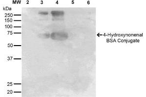Western Blot analysis of 4-hydroxy-nonenal-BSA Conjugate showing detection of 67 kDa 4-hydroxy-nonenal-BSA using Mouse Anti-4-hydroxy-nonenal Monoclonal Antibody, Clone 12F7 . (HNE 抗体  (Atto 390))
