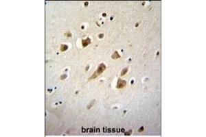 NIPSNB Antibody (C-term) (ABIN656029 and ABIN2845403) immunohistochemistry analysis in formalin fixed and paraffin embedded human brain tissue followed by peroxidase conjugation of the secondary antibody and DAB staining.