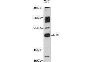 Western blot analysis of extracts of 293T cells, using NTS antibody (ABIN5998394) at 1:3000 dilution. (Neurotensin 抗体)
