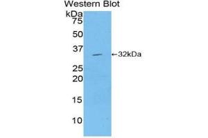 Western Blotting (WB) image for anti-Mitogen-Activated Protein Kinase Kinase 7 (MAP2K7) (AA 181-429) antibody (ABIN1859747) (MAP2K7 抗体  (AA 181-429))