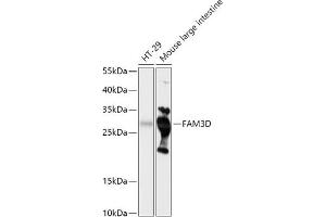 Western blot analysis of extracts of various cell lines, using FD antibody (ABIN7267116) at 1:1000 dilution. (FAM3D 抗体  (AA 24-204))