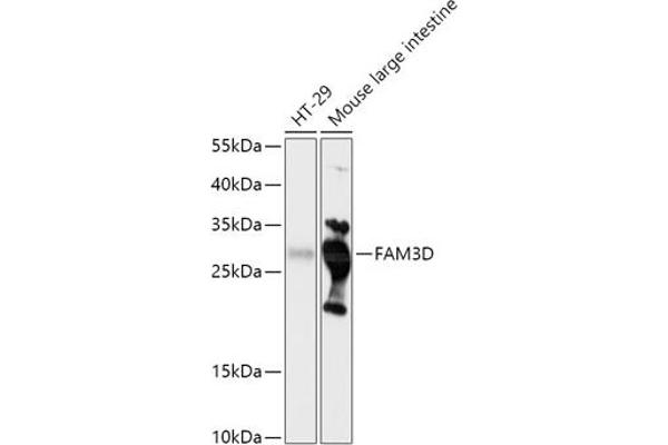 FAM3D 抗体  (AA 24-204)