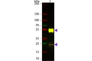 Western Blot of ATTO 594 conjugated Goat anti-Mouse IgG Pre-adsorbed secondary antibody. (山羊 anti-小鼠 IgG (Heavy & Light Chain) Antibody (Atto 594) - Preadsorbed)