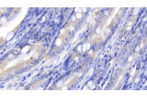 Detection of IL10 in Canine Small intestine Tissue using Polyclonal Antibody to Interleukin 10 (IL10) (IL-10 抗体  (AA 21-181))