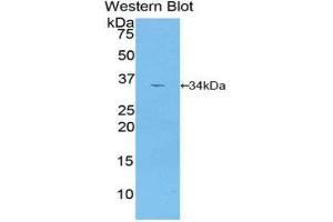 Western Blotting (WB) image for anti-Mitogen-Activated Protein Kinase Kinase 2 (MAP2K2) (AA 44-313) antibody (ABIN3204361) (MEK2 抗体  (AA 44-313))