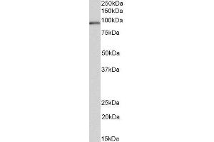 ABIN4902792 (0. (VPS16 抗体)