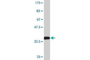 Western Blot detection against Immunogen (35. (KLF2 抗体  (AA 263-350))