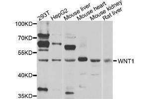 Western blot analysis of extracts of various cell lines, using WNT1 antibody (ABIN6003516) at 1/1000 dilution. (WNT1 抗体)