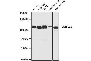 Western blot analysis of extracts of various cell lines, using COLEC12 antibody (ABIN4903342) at 1:2000 dilution. (COLEC12 抗体)