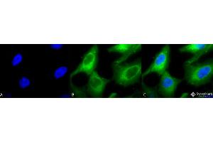 Immunocytochemistry/Immunofluorescence analysis using Rabbit Anti-Hsp90 Polyclonal Antibody . (HSP90 抗体  (Biotin))