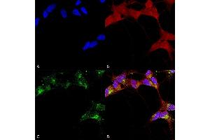 Immunocytochemistry/Immunofluorescence analysis using Mouse Anti-GABA-A Receptor Beta 3 Monoclonal Antibody, Clone N87/25 (ABIN2483488). (GABRA1 抗体  (AA 370-433) (Biotin))