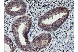 Immunohistochemical staining of paraffin-embedded Human endometrium tissue using anti-GRAP2 mouse monoclonal antibody.