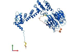 Protein Structure (PS) image for Kelch-Like 21 (KLHL21) (AA 1-597) protein (His tag) (ABIN7557147)