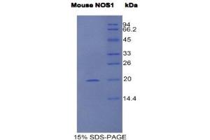 SDS-PAGE (SDS) image for Nitric Oxide Synthase 1, Neuronal (NOS1) (AA 455-601) protein (His tag) (ABIN1980838) (NOS1 Protein (AA 455-601) (His tag))