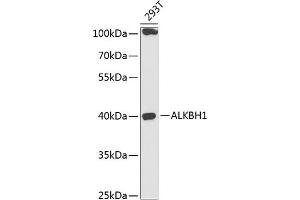 Western blot analysis of extracts of 293T cells, using  antibody (ABIN6131447, ABIN6136794, ABIN6136796 and ABIN6218313) at 1:1000 dilution. (ALKBH1 抗体  (AA 110-389))
