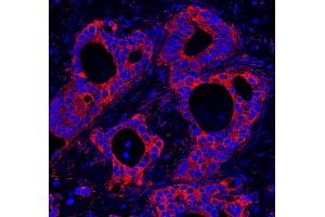 Immunofluorescence (IF) image for anti-Host Cell Factor C1 Regulator 1 (XPO1 Dependent) (HCFC1R1) (AA 1-50) antibody (ABIN7448976)