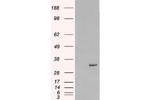 HEK293 overexpressing Human STX6 (ABIN5365441) and probed with ABIN185614 (mock transfection in first lane). (Syntaxin 6 抗体  (Internal Region))