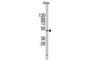 Image no. 1 for anti-CD4 (CD4) (N-Term) antibody (ABIN357033) (CD4 抗体  (N-Term))