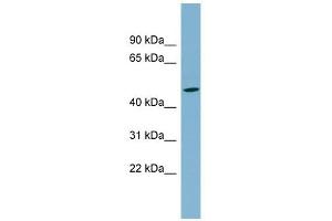 SLC25A24 antibody used at 1 ug/ml to detect target protein. (SLC25A24 抗体)