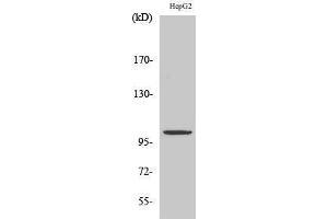 Western Blotting (WB) image for anti-Zinc Finger, ZZ-Type Containing 3 (ZZZ3) (Internal Region) antibody (ABIN3178033) (ZZZ3 抗体  (Internal Region))