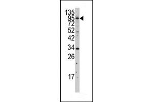 Western blot analysis of anti-MYLK3 Antibody (N-term) (ABIN392494 and ABIN2837985) in  cell line lysates (35 μg/lane). (MYLK3 抗体  (N-Term))