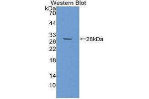 Western Blotting (WB) image for anti-GATA Binding Protein 1 (Globin Transcription Factor 1) (GATA1) (AA 150-384) antibody (ABIN1980403) (GATA1 抗体  (AA 150-384))
