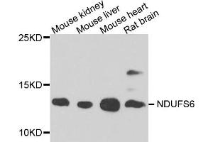 Western blot analysis of extract of various cells, using NDUFS6 antibody. (NDUFS6 抗体)
