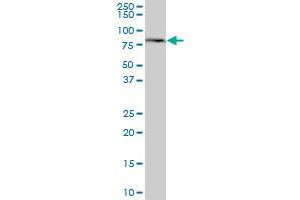 MTMR1 MaxPab polyclonal antibody. (MTMR1 抗体  (AA 1-363))