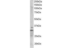ABIN185246 staining (1µg/ml) of Mouse Heart lysate (RIPA buffer, 35µg total protein per lane). (LIME 抗体  (C-Term))