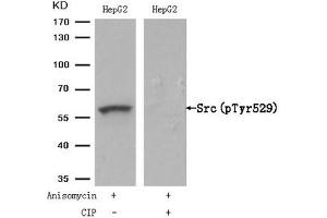 Western blot analysis of extracts from HepG2 cells, treated with Anisomycin or calf intestinal phosphatase (CIP), using Src (Phospho-Tyr529) Antibody.