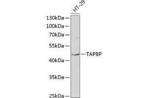 Western blot analysis of extracts of HT-29 cells, using TAPBP antibody (ABIN6132745, ABIN6148848, ABIN6148850 and ABIN6219122) at 1:1000 dilution. (TAPBP 抗体  (AA 30-260))