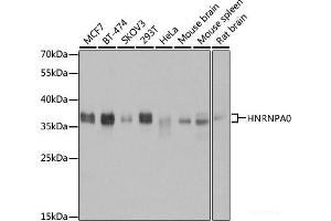 Western blot analysis of extracts of various cell lines using HNRNPA0 Polyclonal Antibody at dilution of 1:3000. (HNRNPA0 抗体)