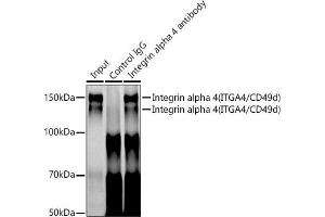 Immunoprecipitation analysis of 300 μg extracts of Jurkat cells using 3 μg Integrin alpha 4 (ITG/CD49d) antibody (054). (ITGA4 抗体)