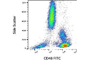 Surface staining of human peripheral blood with anti-CD48 (MEM-102) FITC.