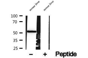 Western blot analysis of extracts of mouse liver tissue, using SUOX antibody. (SUOX 抗体  (Internal Region))