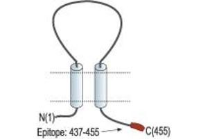 anti-Purinergic Receptor P2X, Ligand-Gated Ion Channel, 5 (P2RX5) (AA 437-455), (C-Term), (Intracellular) antibody