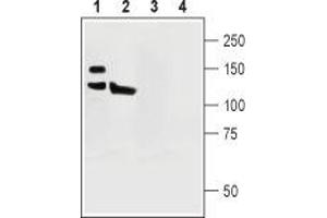 Western blot analysis of rat (lanes 1 and 3) and mouse (lanes 2 and 4) brain lysates: - 1,2. (ATP2B1 抗体  (Intracellular, N-Term))