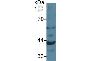 Western Blot; Sample: Mouse Kidney lysate; Primary Ab: 2µg/ml Rabbit Anti-Mouse GRN Antibody Second Ab: 0. (Granulin 抗体  (AA 31-269))