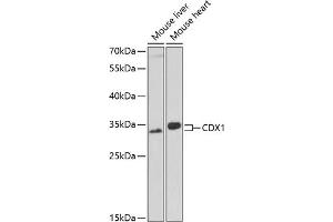 Western blot analysis of extracts of various cell lines, using CDX1 antibody (ABIN6131290, ABIN6138358, ABIN6138359 and ABIN6221374) at 1:1000 dilution. (CDX1 抗体  (AA 136-265))