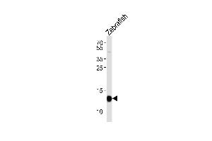 Western blot analysis of lysate from Zebrafish tissue lysate, using (DANRE) hbae1 Antibody (Center) (ABIN6242168 and ABIN6577879). (hbae1 抗体  (AA 46-80))