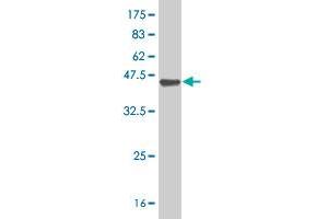 Western Blotting (WB) image for anti-Cleavage and Polyadenylation Specific Factor 2, 100kDa (CPSF2) (AA 683-782) antibody (ABIN526998)