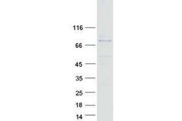 ZBTB7C Protein (Myc-DYKDDDDK Tag)