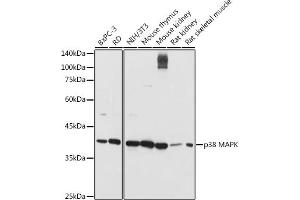 Western blot analysis of extracts of various cell lines, using p38 MAPK antibody (ABIN6130005, ABIN6143524, ABIN6143526 and ABIN6215167) at 1:1000 dilution. (MAPK14 抗体  (AA 1-360))