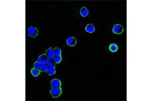 Confocal immunofluorescence analysis of HEK293 cells transfected with recombinant plasmid with human IgG Fc tag using human IgGFc antibody (green). (小鼠 anti-人 IgG (Fc Region) Antibody)