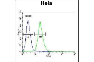 Flow cytometric analysis of Hela cells (right histogram) compared to a negative control cell (left histogram). (RPL31 抗体  (AA 24-51))