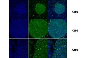 Immunofluorescence staining of human ES cell colony with monoclonal anti-human TRA1 antibody (2H3) (GRP94 抗体)