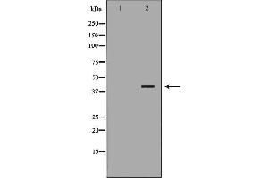 Western blot analysis of Hela whole cell lysates, using RFC4 Antibody. (RFC4 抗体)